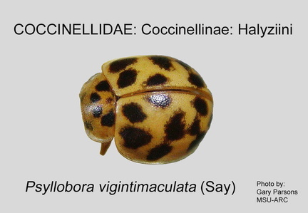 COCCIN-HALY Psyllobora vigintimaculata GP MSU-ARC