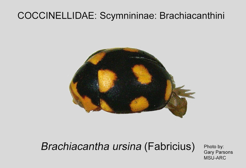 SCYM-BRAC Brachiacantha ursina GP MSU-ARC.jpg