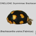 SCYM-BRAC Brachiacantha ursina GP MSU-ARC
