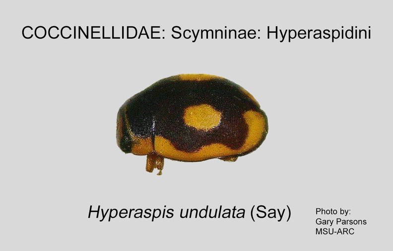 SCYM-HYPE Hyperaspis undulata GP MSU-ARC.jpg