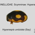 SCYM-HYPE Hyperaspis undulata GP MSU-ARC