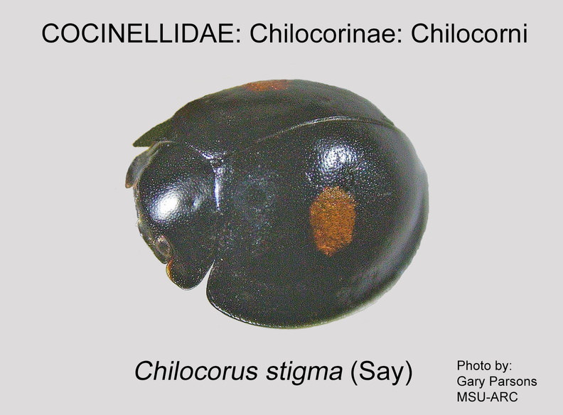 CHILO-CHILO Chilocorus stigma GP MSU-ARC.jpg
