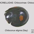 CHILO-CHILO Chilocorus stigma GP MSU-ARC