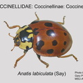 COCCIN-COCC Anatis labiculata GP MSU-ARC