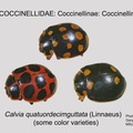 COCCIN-COCC Calvia quatuordecimguttata GP MSU-ARC