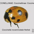 COCCIN-COCC Coccinella novemnotata GP MSU-ARC