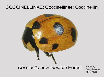 COCCIN-COCC Coccinella novemnotata GP MSU-ARC
