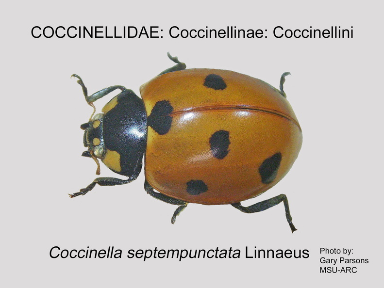 COCCIN-COCC Coccinella septempunctata GP MSU-ARC.jpg