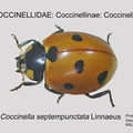 COCCIN-COCC Coccinella septempunctata GP MSU-ARC