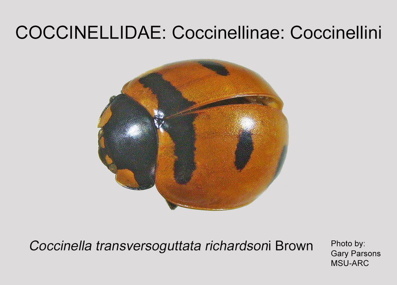 COCCIN-COCC Coccinella tranversoguttata richardsoni GP MSU-ARC.jpg