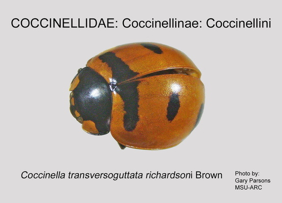 COCCIN-COCC Coccinella tranversoguttata richardsoni GP MSU-ARC