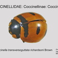 COCCIN-COCC Coccinella tranversoguttata richardsoni GP MSU-ARC