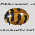 COCCIN-COCC Coccinella trifasciata perplexa GP MSU-ARC