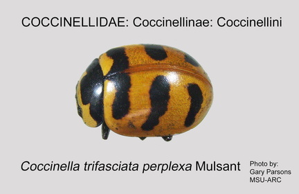 COCCIN-COCC Coccinella trifasciata perplexa GP MSU-ARC