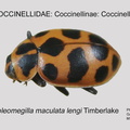 COCCIN-COCC Coleomegilla maculata lengi GP MSU-ARC
