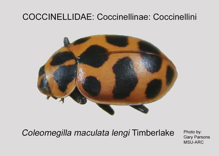 COCCIN-COCC Coleomegilla maculata lengi GP MSU-ARC