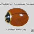 COCCIN-COCC Cycloneda munda GP MSU-ARC