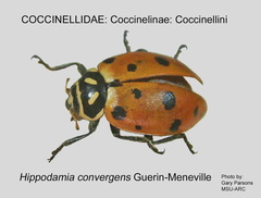 COCCIN-COCC Hippodamia convergens GP MSU-ARC