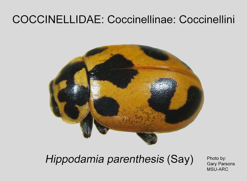 COCCIN-COCC Hippodamia parenthesis GP MSU-ARC.jpg