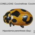 COCCIN-COCC Hippodamia parenthesis GP MSU-ARC