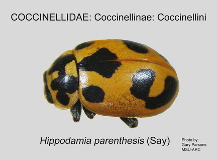 COCCIN-COCC Hippodamia parenthesis GP MSU-ARC