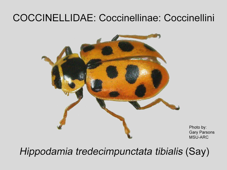 COCCIN-COCC Hippodamia tredecimpunctata tibialis GP MSU-ARC.jpg