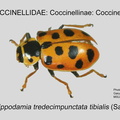COCCIN-COCC Hippodamia tredecimpunctata tibialis GP MSU-ARC