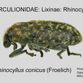 LIX-RHI Rhinocyllus conicus GP MSU-ARC