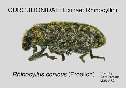 LIX-RHI Rhinocyllus conicus GP MSU-ARC