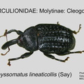 MOLYT-CLE Rhyssomatus lineaticollis GP MSU-ARC