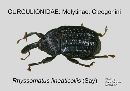 MOLYT-CLE Rhyssomatus lineaticollis GP MSU-ARC