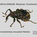 MOLYT-CON Conotrachelus nenuphar GP MSU-ARC