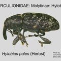 MOLYT-HYL Hylobius pales GP MSU-ARC