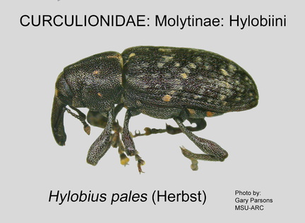 MOLYT-HYL Hylobius pales GP MSU-ARC