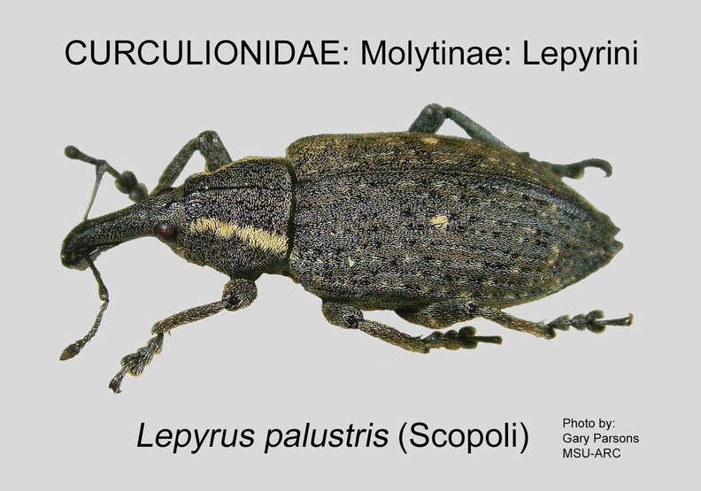 MOLYT-LEP Lepyrus palustris GP MSU-ARC.jpg