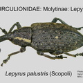 MOLYT-LEP Lepyrus palustris GP MSU-ARC