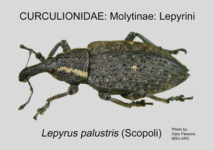 MOLYT-LEP Lepyrus palustris GP MSU-ARC