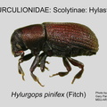 SCOLY-HYLA Hylurgops pinifex GP MSU-ARC