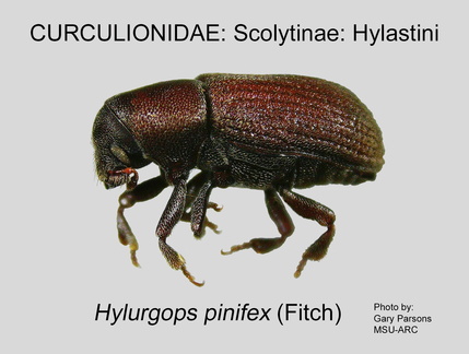 SCOLY-HYLA Hylurgops pinifex GP MSU-ARC