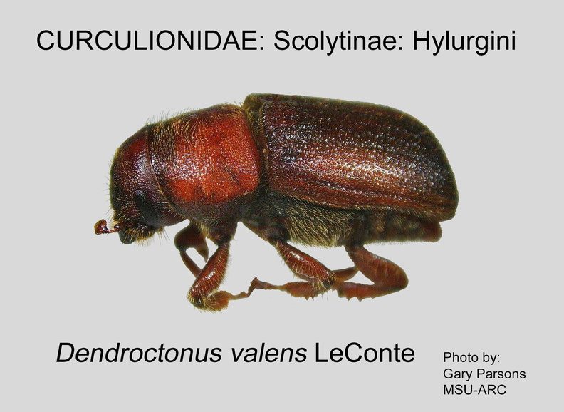 SCOLY-HYLU Dendroctonus valens GP MSU-ARC.jpg