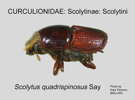 SCOLY-SCO Scolytus quadrispinosus GP MSU-ARC