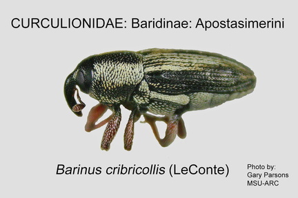BARID-APO Barinus cribricollis GP MSU-ARC