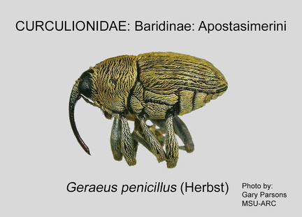 BARID-APO Geraeus penicillus GP MSU-ARC