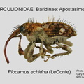 BARID-APO Plocamus echidna GP MSU-ARC