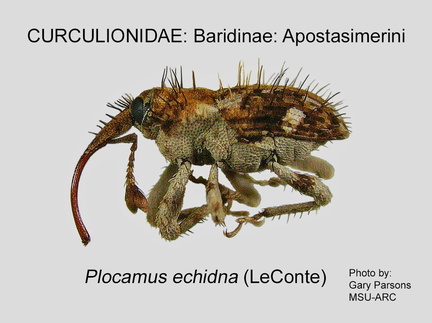 BARID-APO Plocamus echidna GP MSU-ARC