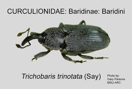 BARID-BAR Trichobaris trinotata GP MSU-ARC