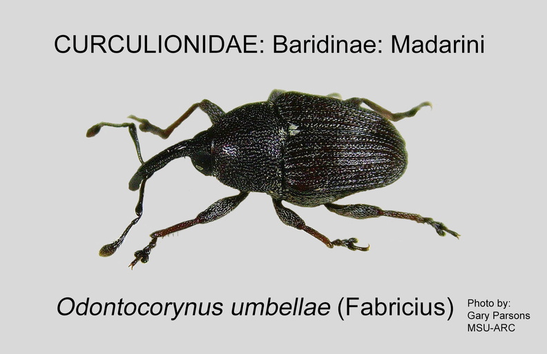 BARID-MAD Ondontocorynus umbellae GP MSU-ARC.jpg