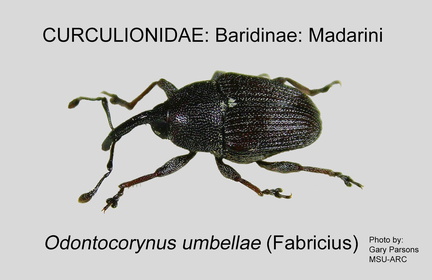 BARID-MAD Ondontocorynus umbellae GP MSU-ARC