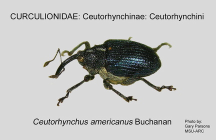 CEUTO-CEU Ceutorhynchus americanus GP MSU-ARC