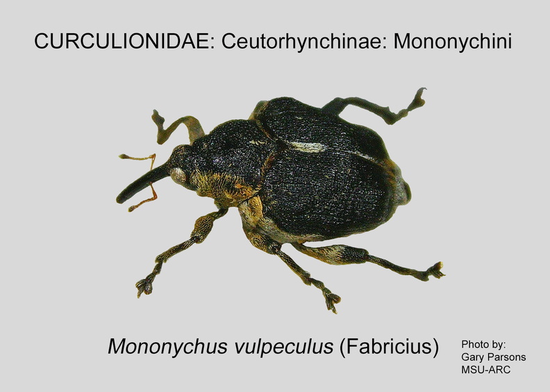 CEUTO-MON Mononychus vulpeculus GP MSU-ARC.jpg